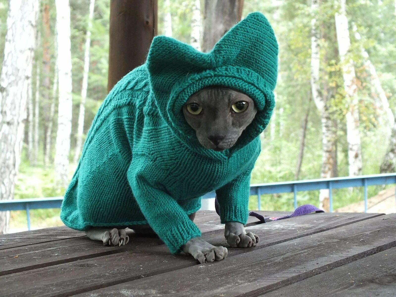 Кот в кофте. Кот в свитере. Вязаная одежда для кошек. Свитер для кота с капюшоном.
