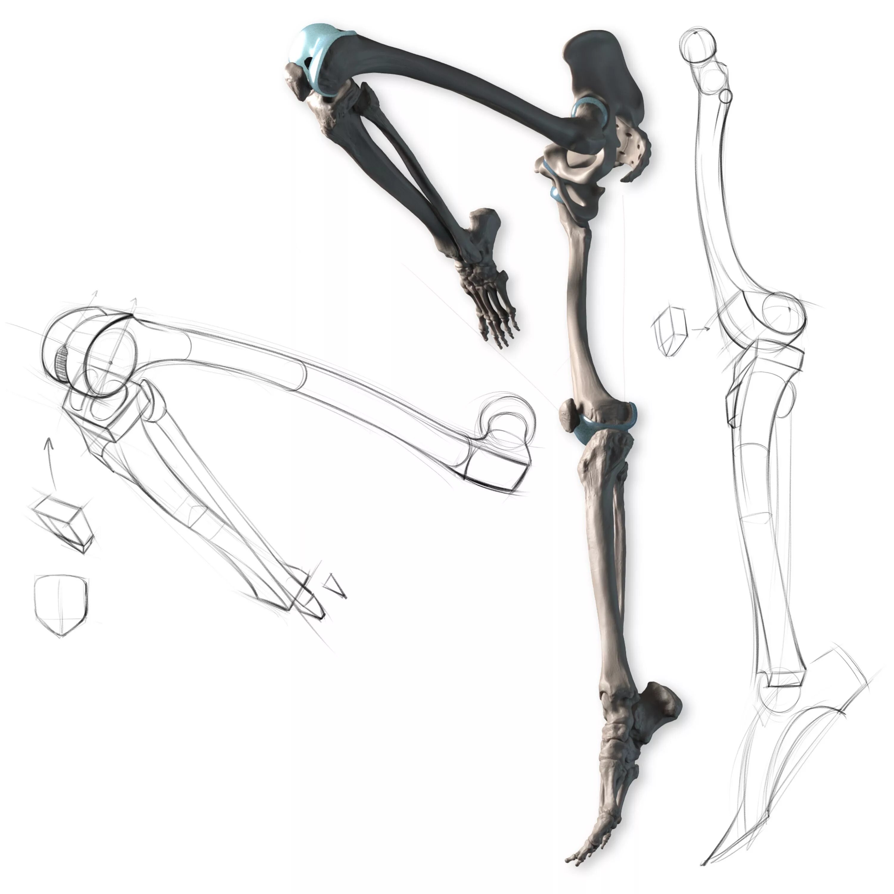7 скелет конечностей. Строение скелета референс. Скелет референс позы. Кости ноги скелет референс. Ноги скелета референс.