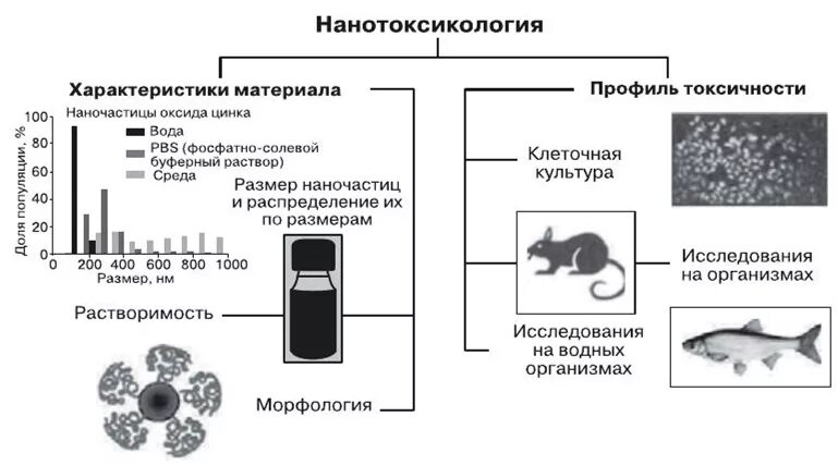 Влияние наночастиц на живые организмы. Схему миграции наночастиц в окружающей среде.. Схема получения наночастиц. Размер наночастицы.