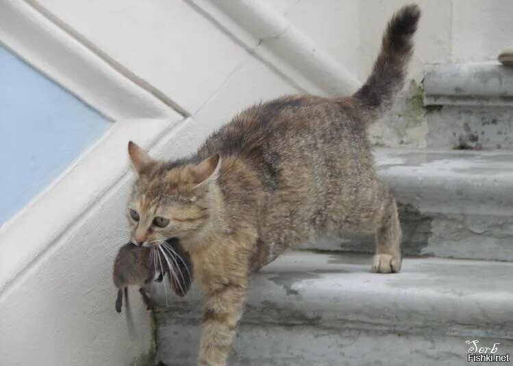 Кот пришел домой. Смешные картинки с котами и надписями. Пора домой. Кот уходит. Кошки пришла через