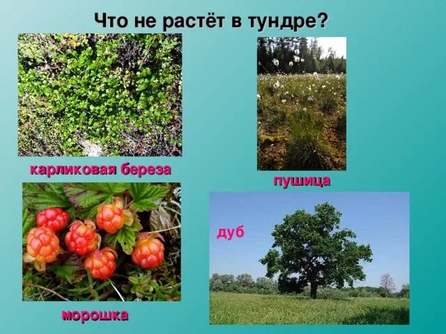 Что растет в тундре. Что произрастает в тундре. Что не растет в тундре. Чего растет в тундре.