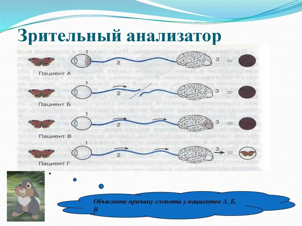 Анализатор схема 8 класс. Биология схемы анализаторов. Анализаторы биология 8 класс. Общая схема зрительного анализатора. Анализаторы биология 8 класс видеоурок