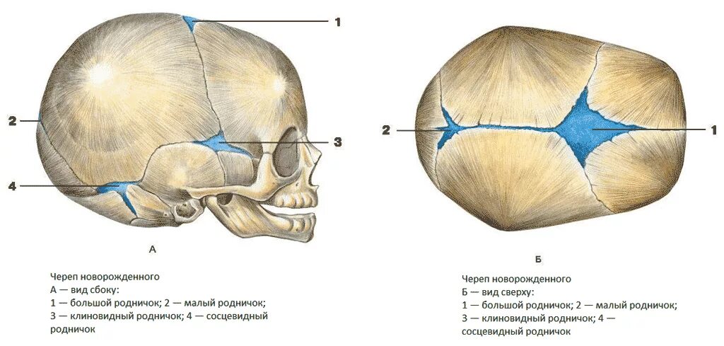Про родничок. Большой Родничок у новорожденного располагается. 6 Родничков у новорожденных. Роднички у младенцев анатомия. Роднички черепа новорожденного.