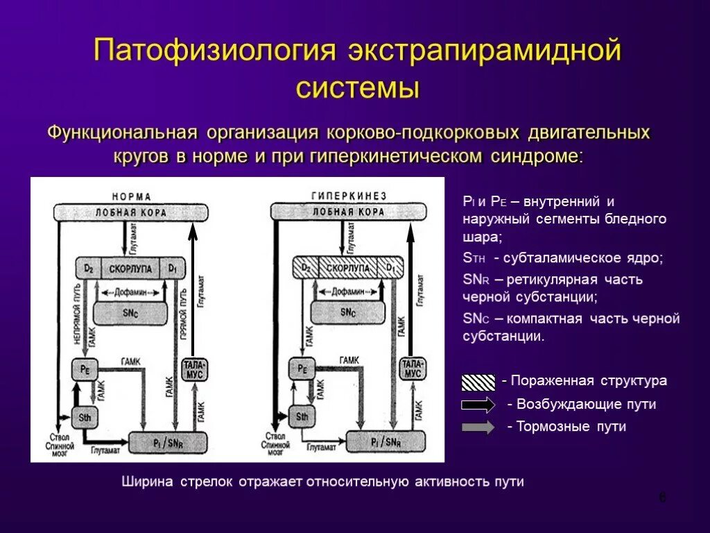 Функциональная организация движений