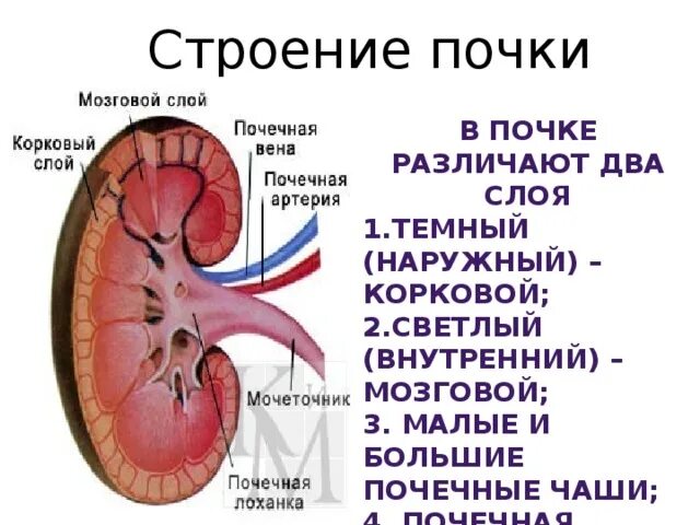 Что значит лоханка почки. Строение почки почечная лоханка. Почка корковый слой мозговой слой почечная лоханка. Почечная лоханка строение. Строение почки мозговой и корковый слои.