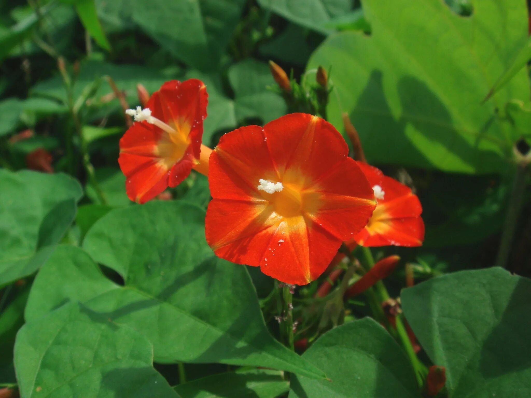 Ипомея трехцветная ipomoea tricolor. Ипомея трехцветная и турбина щитковидная фото. Шпинат ипомея. Ипомея синяя звезда. Вьюн ипомея.
