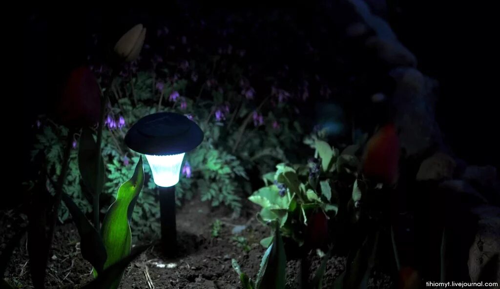 Светлячок фильм 2021 света. Светлячок онкобольных. Светлячок онкобольных. Магический светляк. Саймон тэм светлячок.