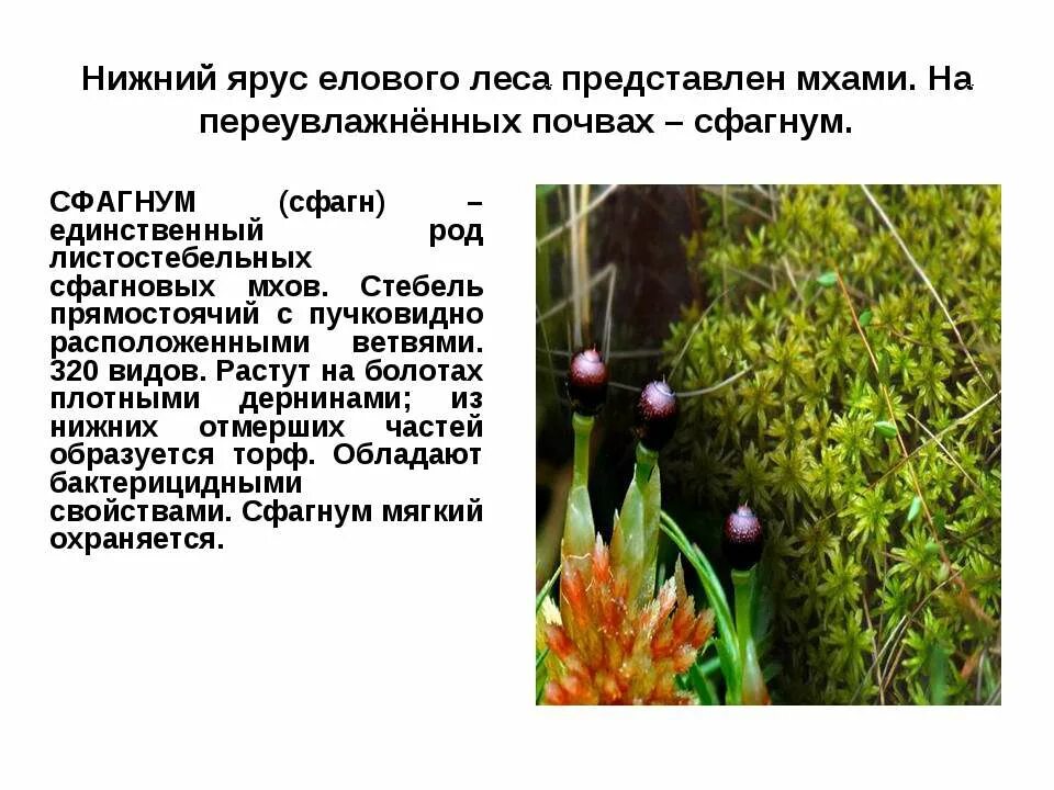 Земля в лесу. Рельеф и почвы тайги. Бурые лесные почвы широколиственных лесов. Лесная подстилка елового леса. Почва.