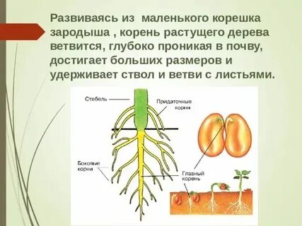 Корень развивающийся из корешка зародыша называют