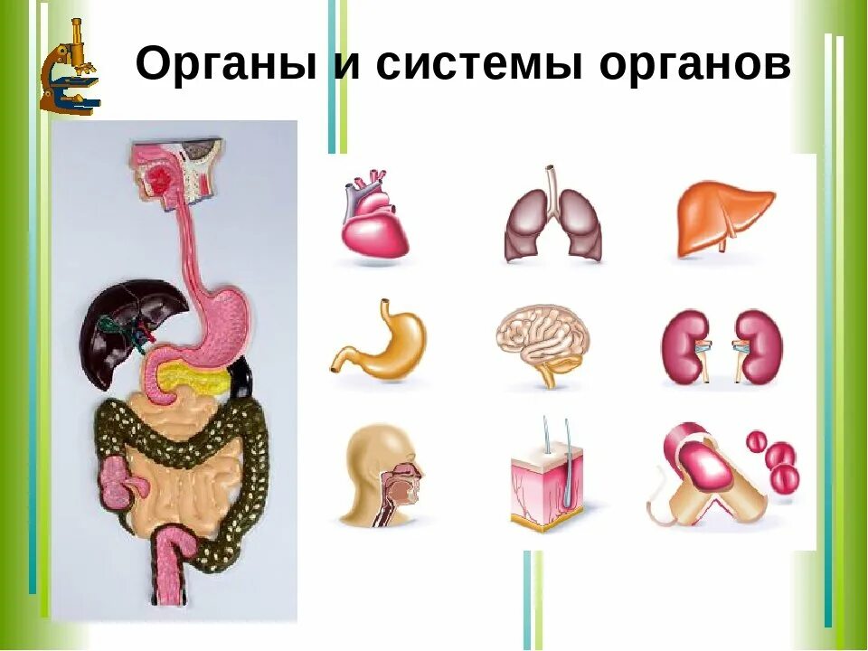 Системы органов. Органы и системы органов. Система органов это в биологии. Органы и системы органов человека 8 класс.