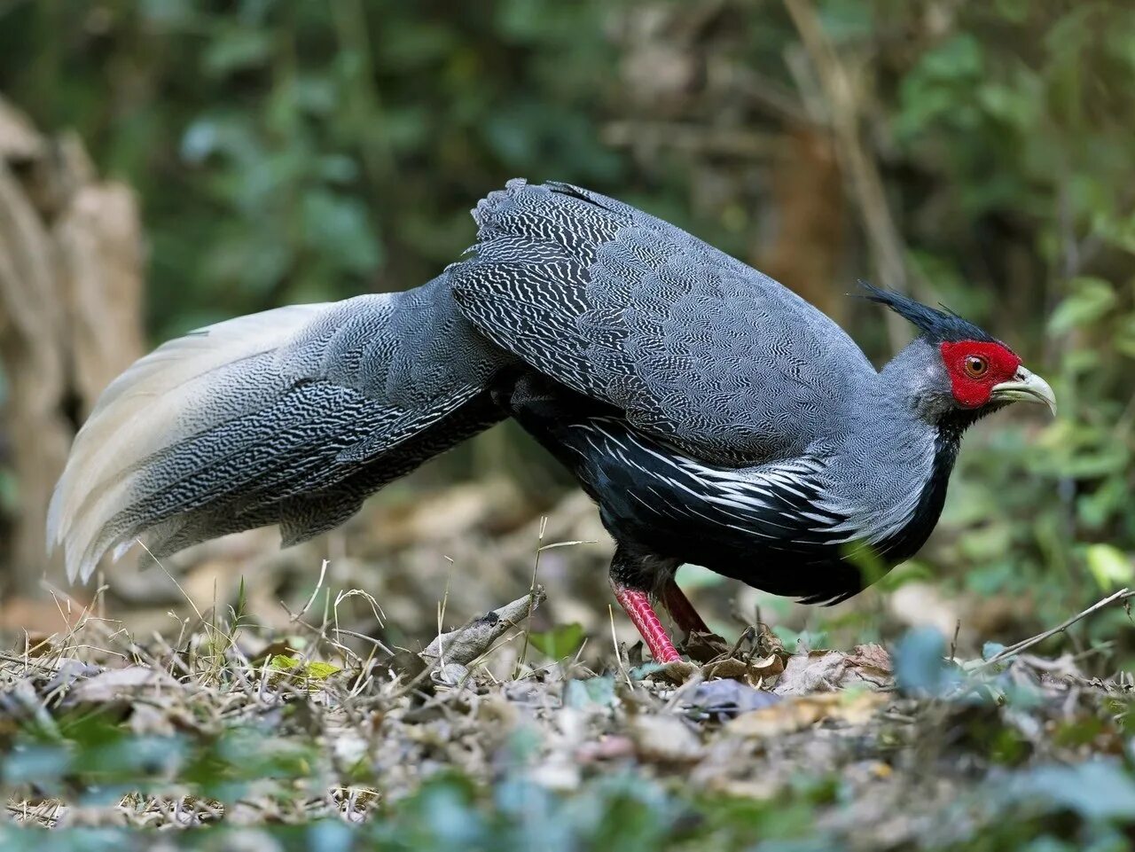 каролинка птица. чёрная лофура. арлекин каменушка. фазан обыкновенный самец. золотой шилоклювый дятел.