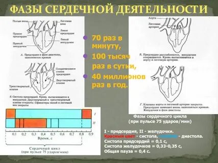 При измерении пульса было зафиксировано 75 пульсаций