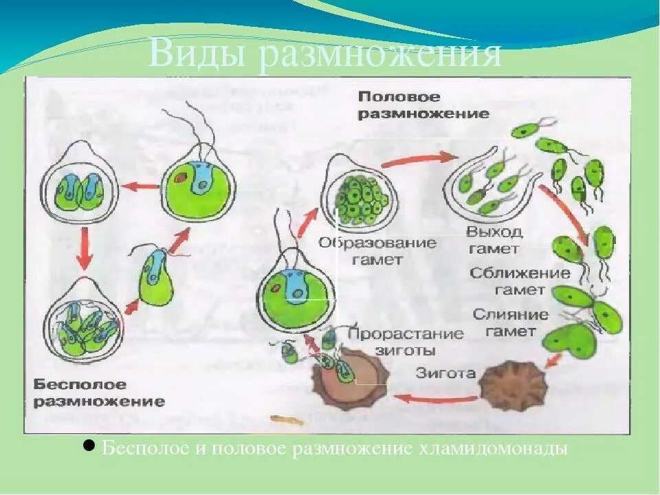 Растения размножаются половым путем