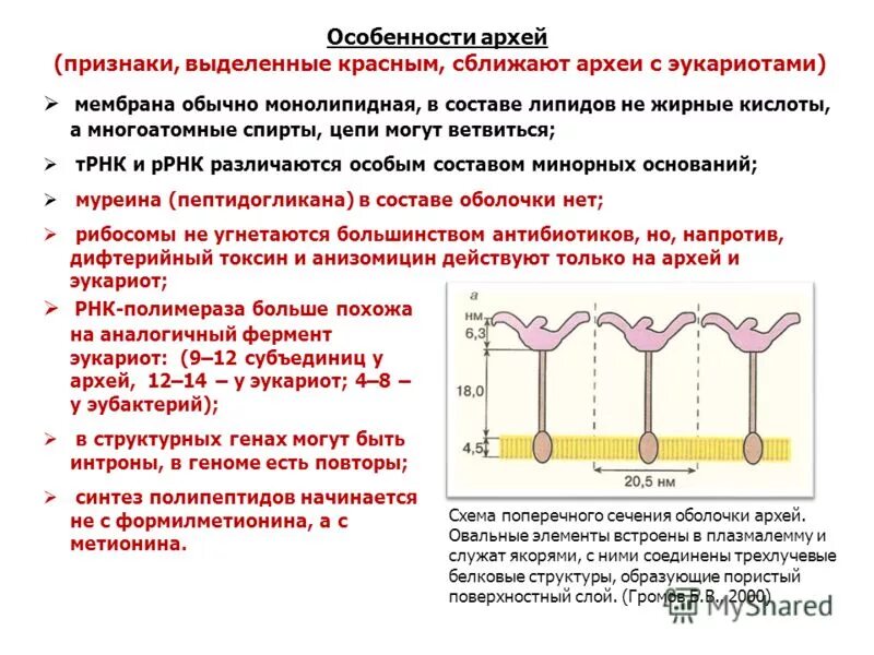 липиды мембран эукариот. плазматическая мембрана эукариот строение. функции плазматической мембраны схема. строение цитоплазматической мембраны эукариотической клетки. схема строения плазматической мембраны клетки.