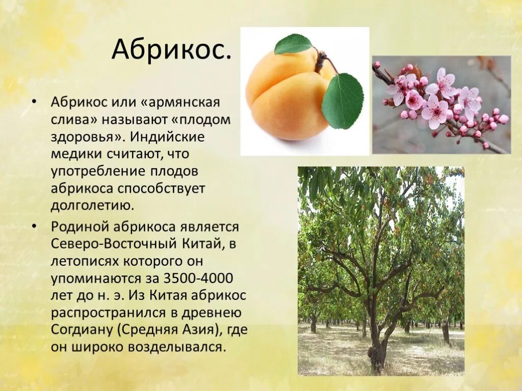 Кроме фруктовых деревьев составить предложение. Абрикос - армянская слива. Абрикос презентация. Абрикос описание. Сообщение о абрикосе.