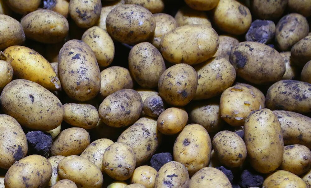 Где можно купить картофель семенами
