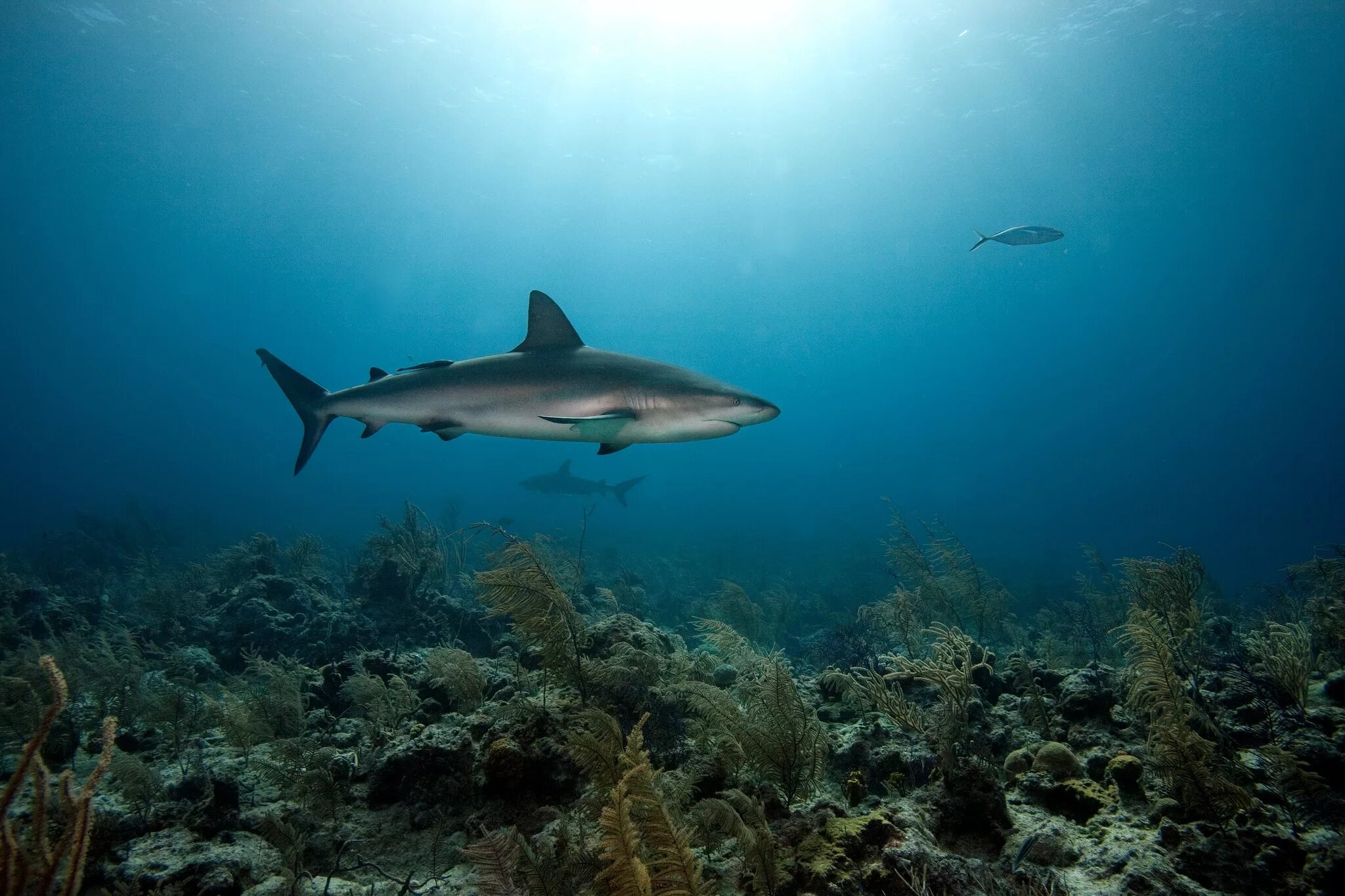 Ocean shark. Рифовая акула. Черноморская рифовая акула. Рифовая акула Австралия. Акулы Средиземного моря.