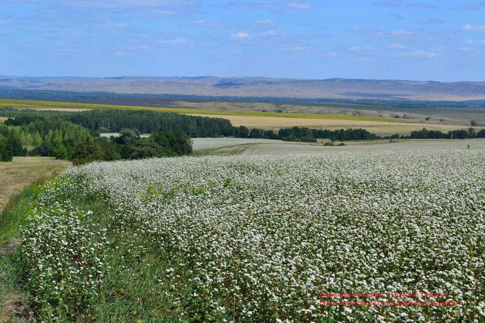 Оренбургской области в областном. Природа степь Оренбург. Родные просторы природа Оренбургского края. Оренбургский район природа. Равнины Оренбургской области.