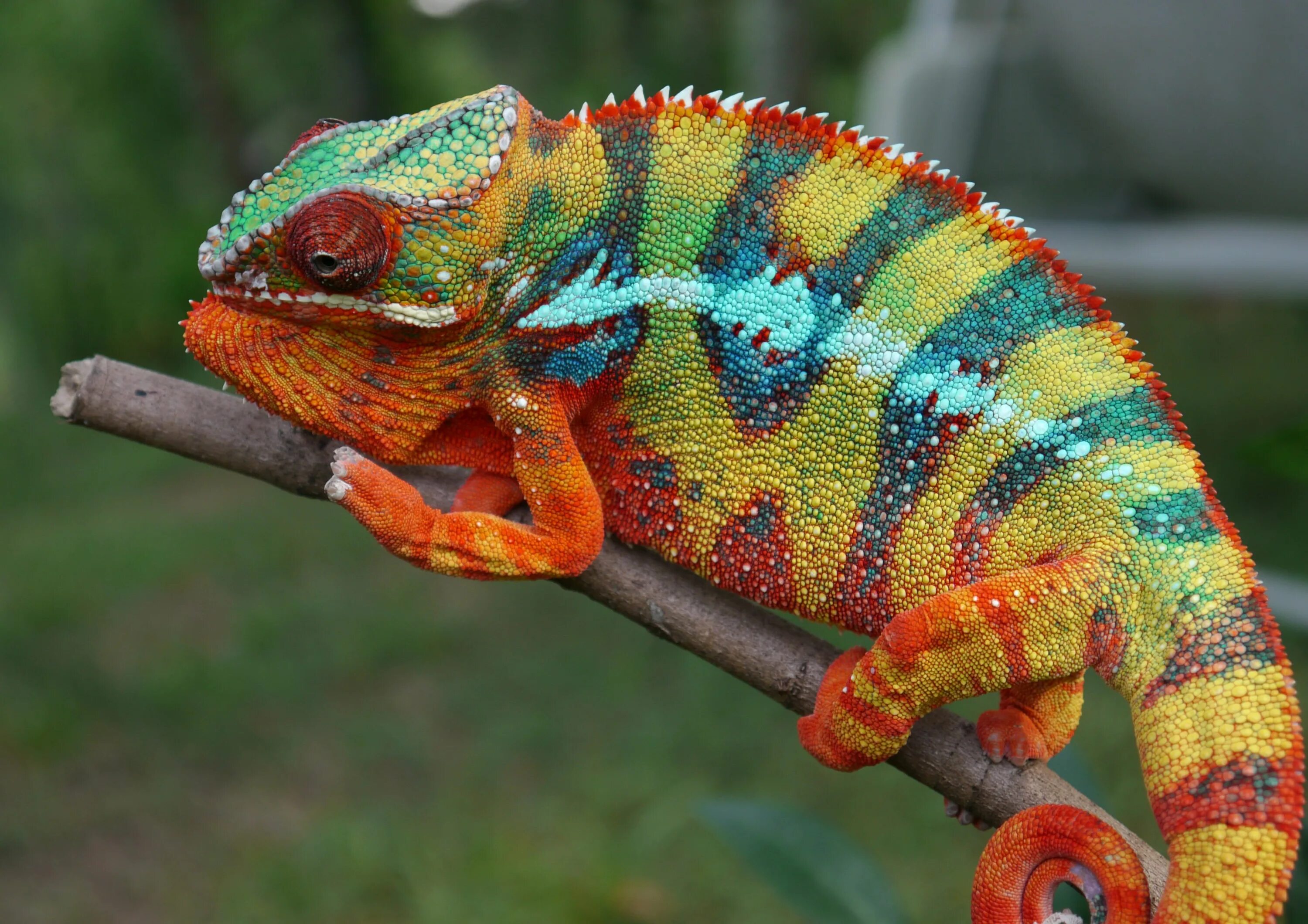 Chameleon перевод. Пантеровый хамелеон. Хамелеон мадагаскарский полосатый. Бородавчатый хамелеон. Пантеровый хамелеон голубой.