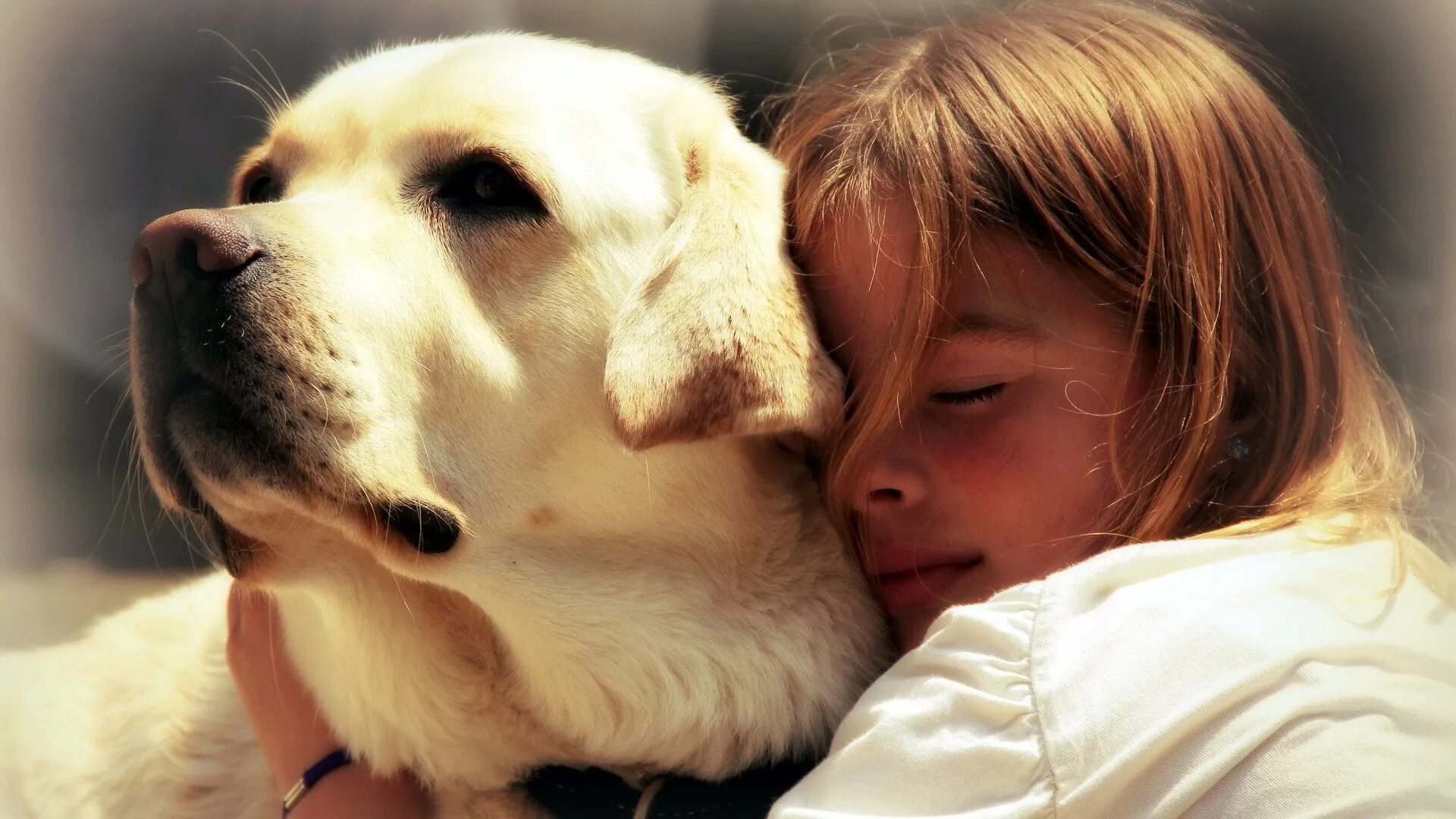 Трогательные малыши. Лабрадор ретривер золотистый. Собака друг человека. Любовь к животным. Домашние животные и человек.