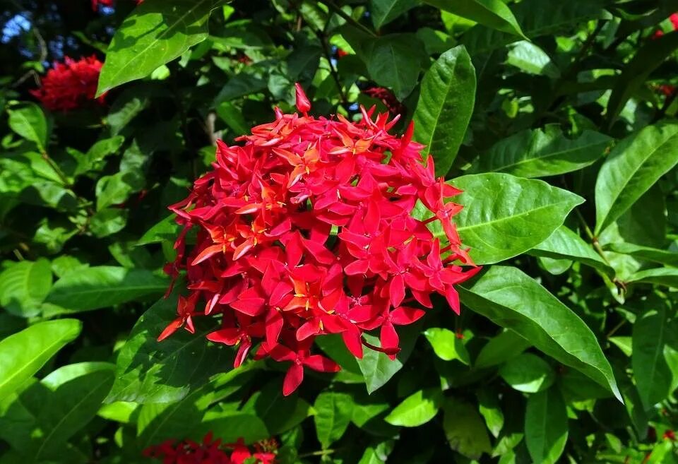 иксора яванская. иксора цветок красная. иксора желтая. иксора ярко красная. иксора цветок комнатный.