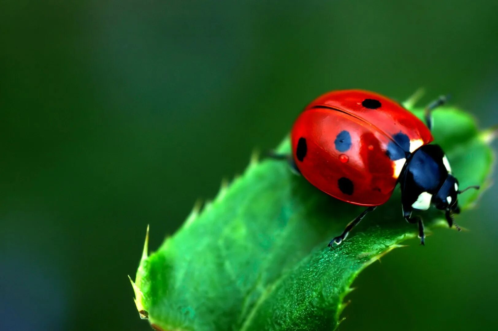 Цветные коровки. Божья коровка насекомое. Ladybug Божья коровка. Божьи коровки (Coccinellidae). Четырнадцатиточечная Божья коровка.