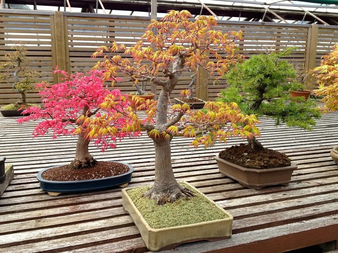 Япония дерево бонсай. Бонсай тюхин. Бонсай хоббит. Бонсай индор. Бонсай с домиком хоббитов.