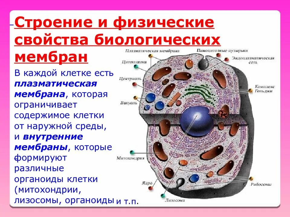 Какой основной компонент содержится в цитоплазме. Плазматическая мембрана строение органоида. Структура клетки плазматическая мембрана. Строение и функции плазматической мембраны и цитоплазмы.