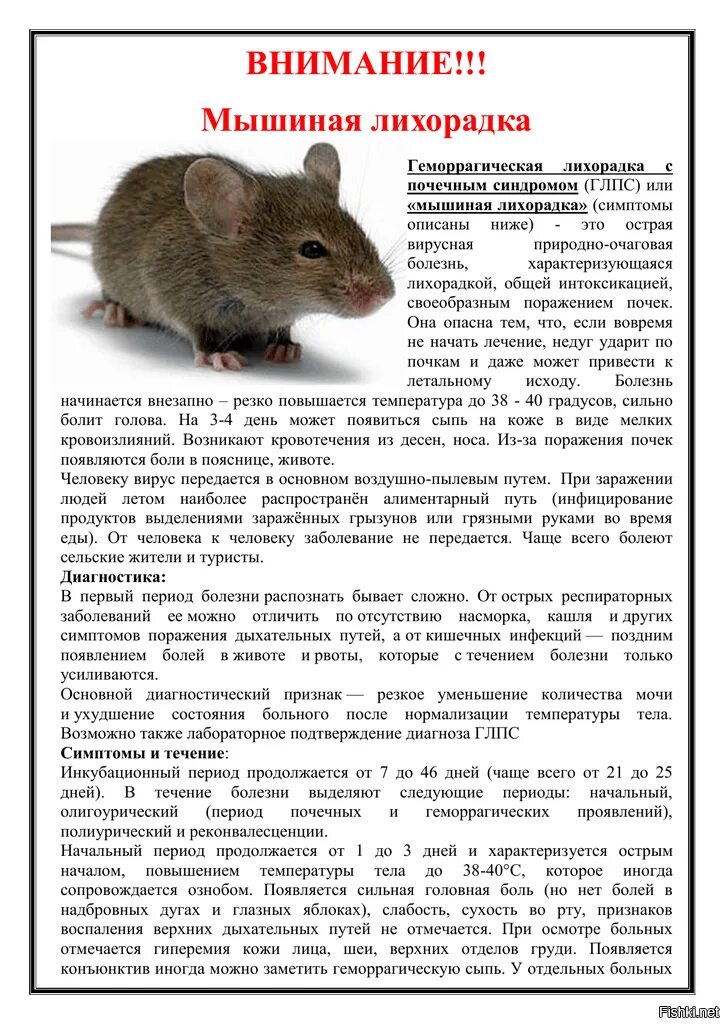 Не определяет мышь. Болезнь мышиная лихорадка. симптомы заболевания геморрагической мышиной лихорадкой. болезнь мышиная лихорадка симптомы. симптомы мышь лихорадки.