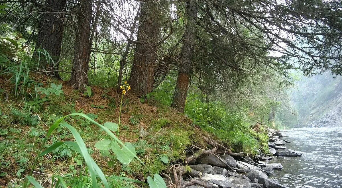 Река Билярка. Река Лена завал. Курумлинский завал на реке Лена. Курумлинский лом река Лена. Исток том 3