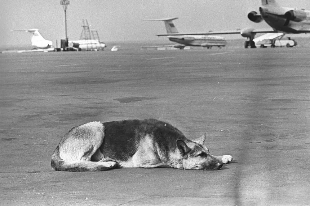 внуково 1974 собака. собака пальма внуково. собака которая ждала хозяина в аэропорту. собака ждала в аэропорту 2 года. собака ждала в аэропорту 2 года.