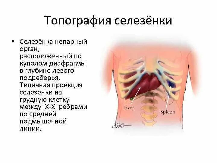 Селезенка скелетотопия голотопия. Селезенка анатомия расположение. Селезенка анатомия топография. Топография селезенки голотопия.