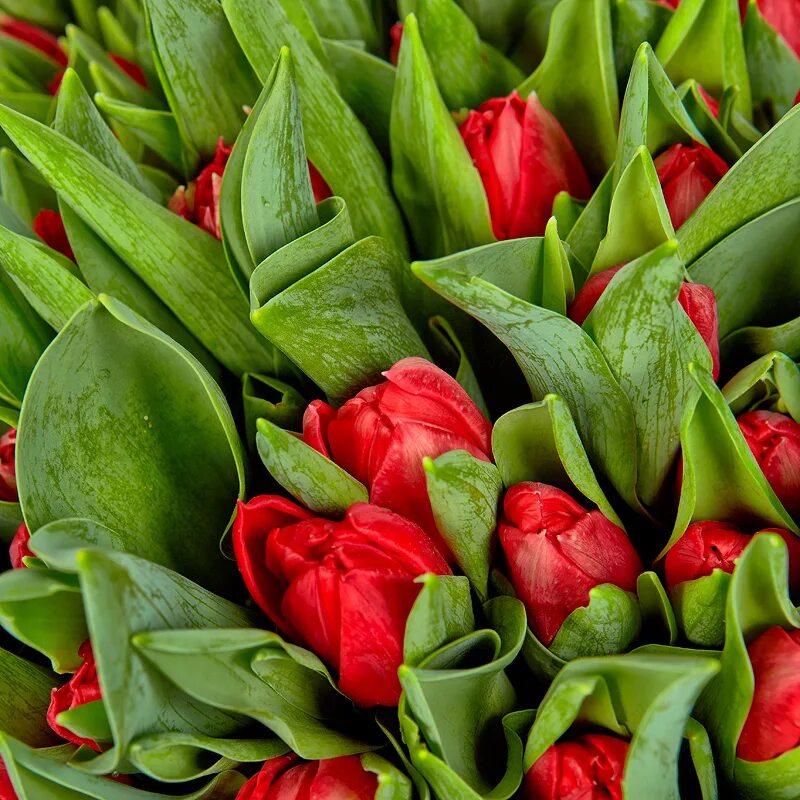 Красные тюльпаны красиво. Тюльпан Red Bouquet. Тюльпан Tulipa Bombastic Red. 101 Тюльпан.