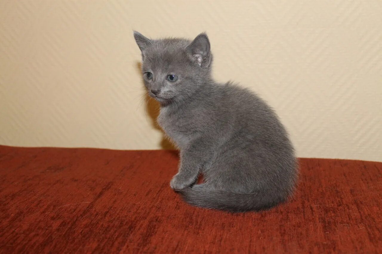 Серый котенок купить. Пепельные породистые котята. Гладкошерстный котенок дымчатый. Пепельный котенок. Котята породы русская голубая.