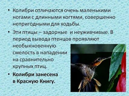В какой среде обитает колибри