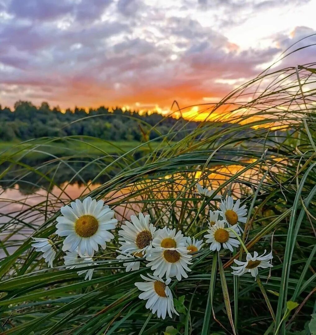 красивый пейзаж. лето. ромашки и солнце. доброго летнего вечера. добрый вечер начало лета.