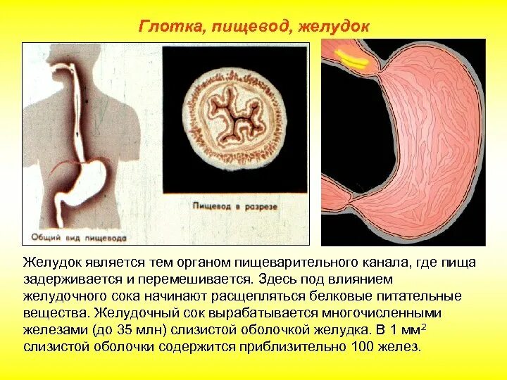 Пищевод процессы пищеварения