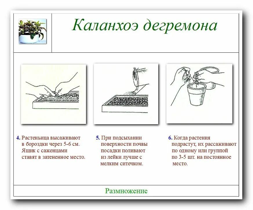 Как размножить каланхоэ листом. Каланхоэ способ размножения. каланхоэ дегремона черенок. вегетативное размножение каланхоэ. каланхоэ размножение.