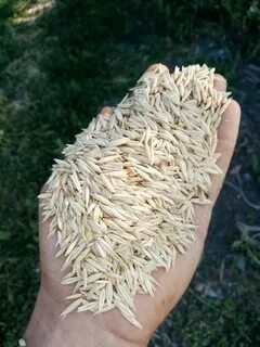 Овес кукуруза картофель