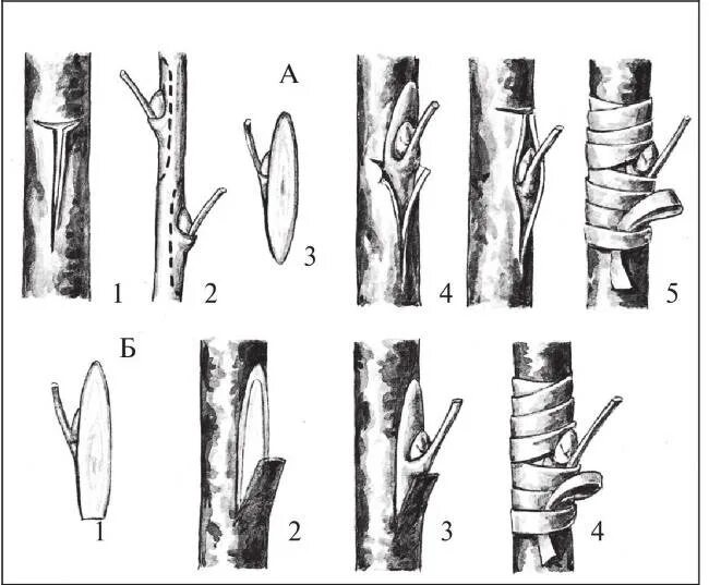 Прививка яблони за кору. Способы прививки плодовых деревьев окулировка. Прививка яблони окулировкой. Прививка яблони подвой привой. Прививка растений окулировка копулировка.