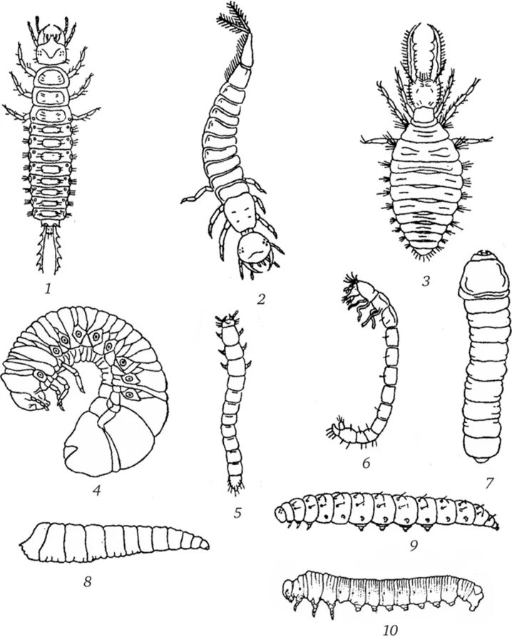 Личинка почему и. Типы личинок насекомых с полным превращением. Камподеовидные личинки насекомых. Червеобразные личинки насекомых. Червеобразная личинка мухи.
