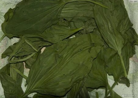 Сухой подорожник