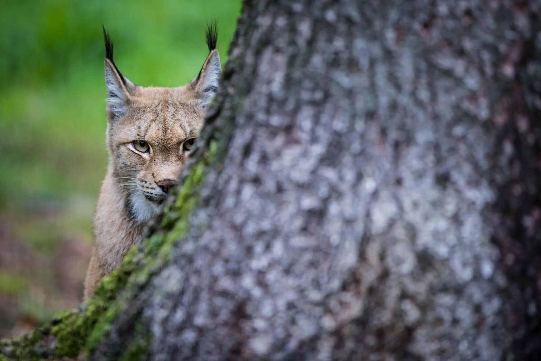 Рабочая рысь. Карельская Рысь. Рысь в тайге. Lynx Lynx Евразийская Рысь. Животные тайги Рысь.