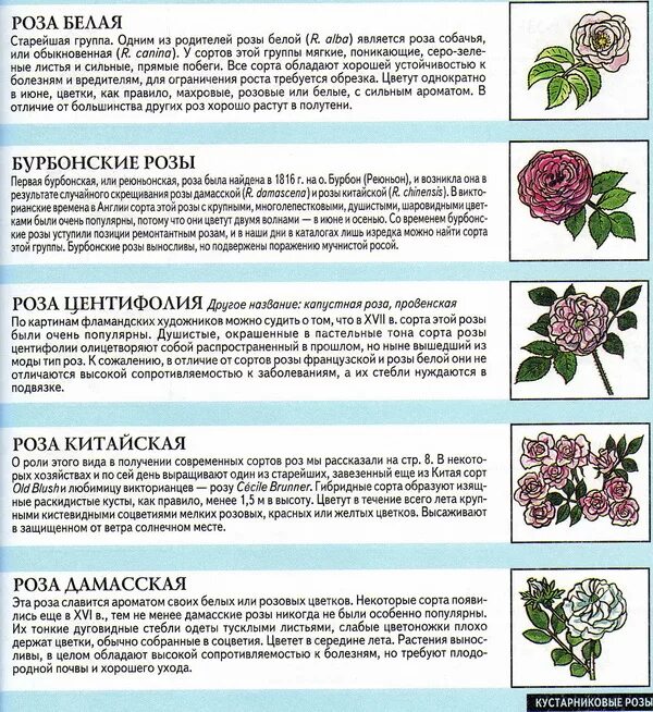 Как отличить розы. Отличие парковой розы от чайно-гибридной. Классификация роз. Классификация видов роз. Разновидности роз с описанием.
