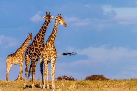 Animals time