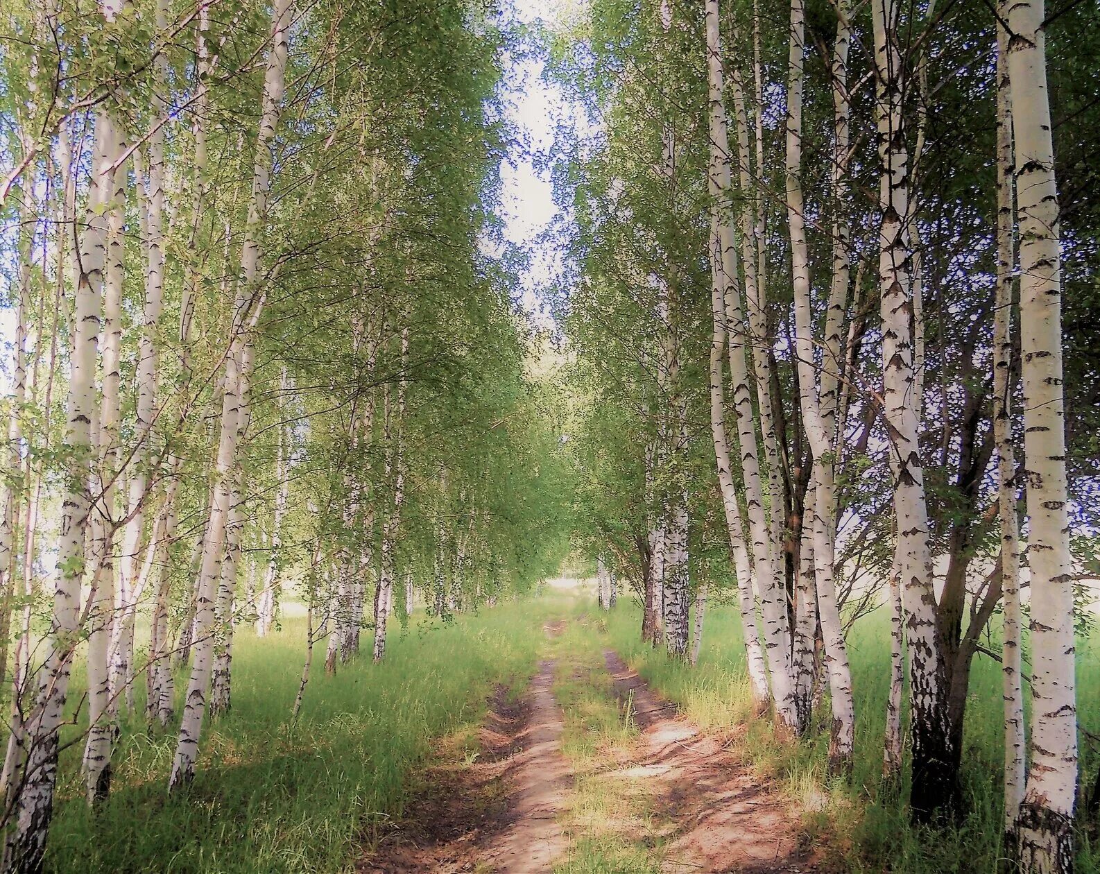 Родные Березки. Родные Березки тополя. Родные березы в. Астафьева. Наши родные Берёзки.