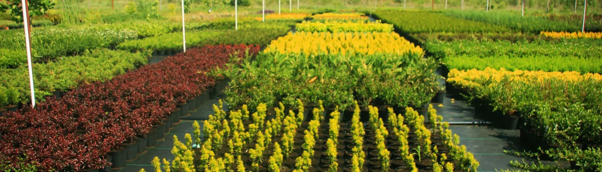 Питомники крыма королева сада. Хутор ленина саженцы. Питомник королева сада саженцы. Питомник декоративных растений. Питомник на артеме.