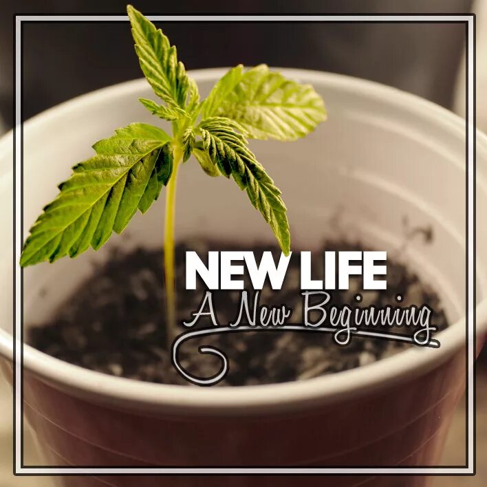 The New Life. New Life надпись. New Life картинки. New Life перевод. Give a new life