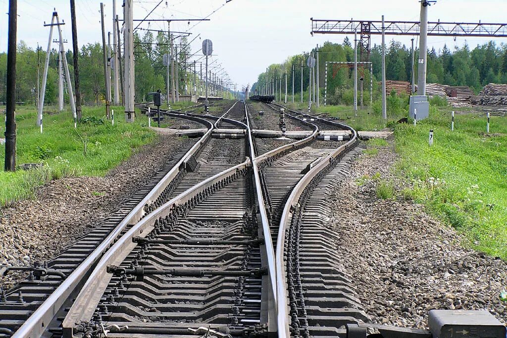 деревня чаща гатчинский район ленобласть. ст чаща. лес белангло. чаща. ст чаща.