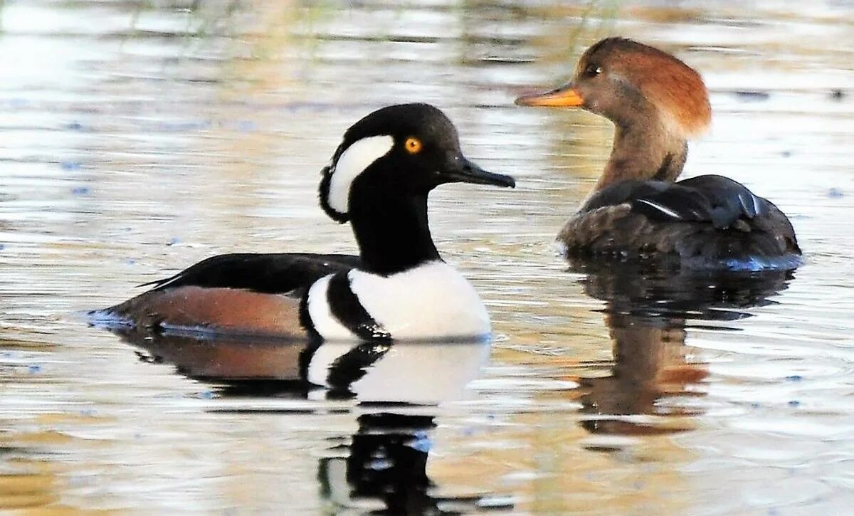 Водоплавающая семейства утиных 6 букв. Чирок-свистунок. Водоплавающая семейства утиных 6 букв. Водоплавающая птица семейства утиных. Водоплавающие птицы утиные.